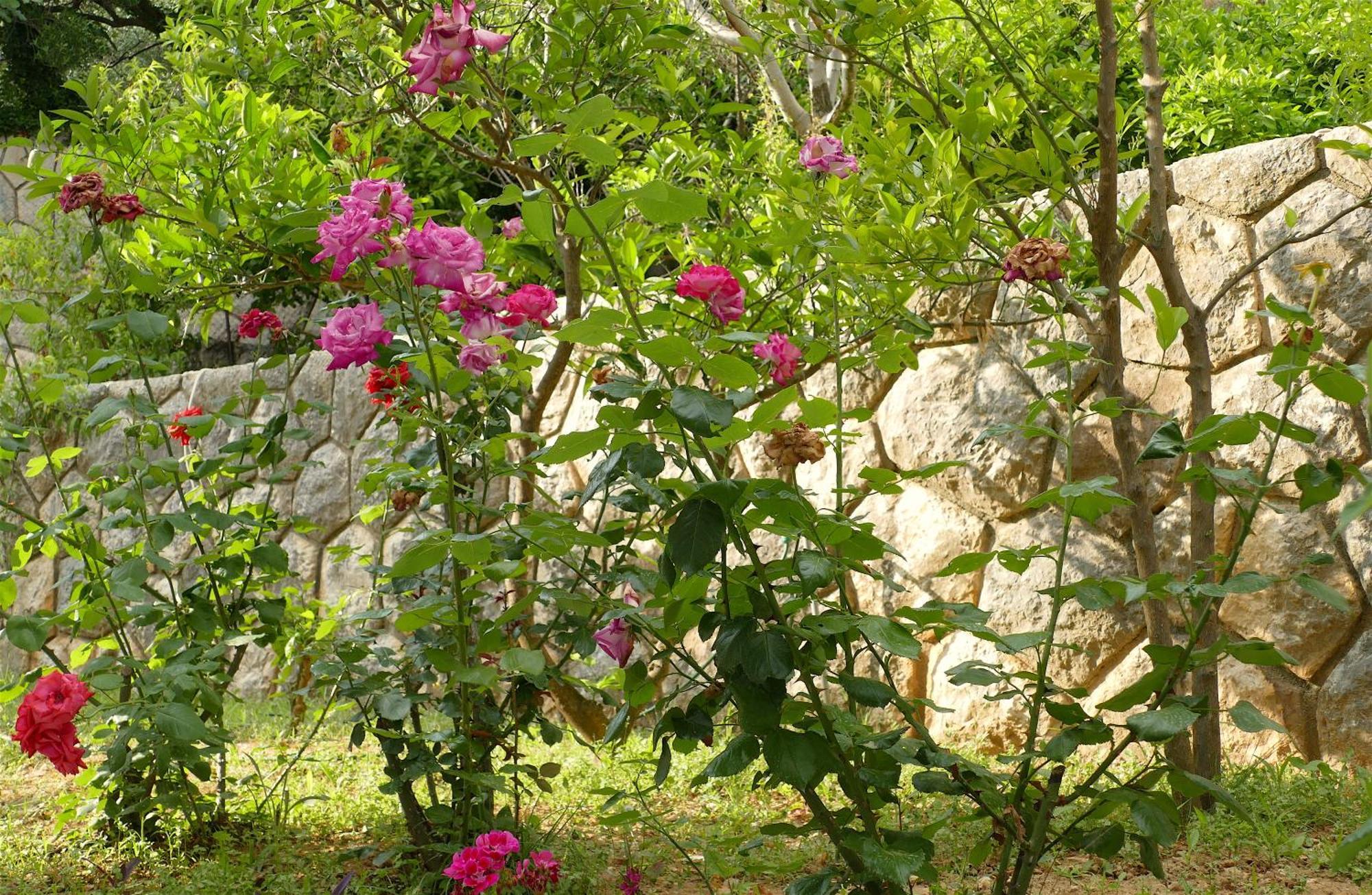 سوبيتارسكا دراغا B&B Garni Toni الغرفة الصورة
